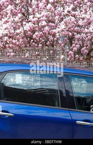 blue car parked under a pink magnolia tree Stock Photo