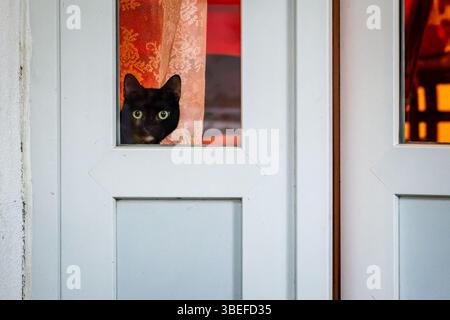 curious black cat with bright eyes peers through white door window, creating a moment of feline curiosity. Stock Photo