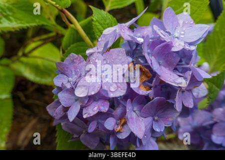 Raindrop-Kissed Purple Hydrangea Cluster Amid Lush Green Leaves Stock Photo