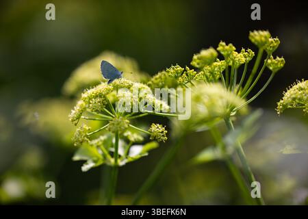Close-up of a Holly Blue butterfly (Celastrina argiolus) perched on yellow wildflowers in soft natural light, Isle of Wight, UK. Stock Photo
