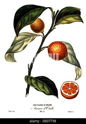'Oranger d'Otaiti' by Antoine Risso and Alexandre Poiteau, published in 1818, is a botanical work that focuses on the natural history of orange trees, specifically from Tahiti. It includes detailed descriptions and illustrations of the species. Stock Photo