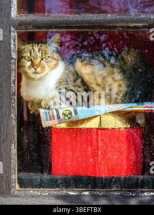 Female tabby cat sat on red box looking out of dirty window - France. Stock Photo