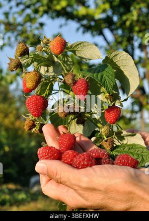 gardener's hands picking ripe raspberries in the garden, vertical composition Stock Photo