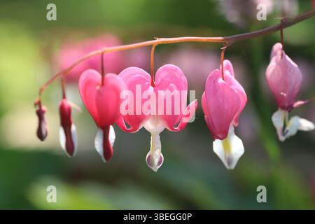 Vivid pink bleeding heart flowers gracefully hanging from delicate stems, symbolizing beauty and love in nature's embrace. The lush green background c Stock Photo