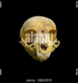 Isolated skull of a feline, a domestic cat, totally fleshless on a black background. High quality photo Stock Photo