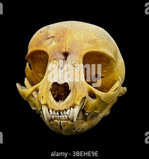 Isolated skull of a feline, a domestic cat, totally fleshless on a black background. High quality photo Stock Photo
