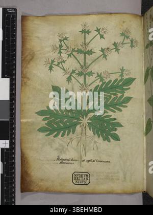 . English: page from the codex, with text of Matthew 1:22-2:18 . 4th ...