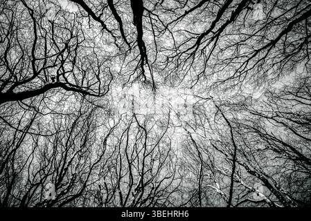 view of Trees and branches against sky Stock Photo