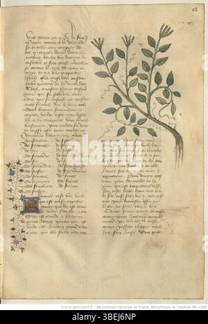 Fifteenth Century Script This manuscript illumination from the early 15th century depicts the ...