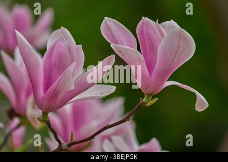 Magnolia soluangeana pink flowers in full bloom Stock Photo