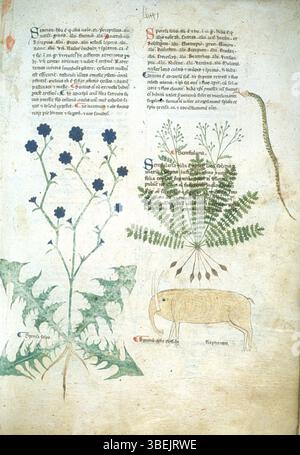 洋書 Illuminated Manuscripts Amazon.co.jp: Illuminated Manuscripts (Shire Library Book