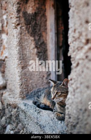 A curious tabby cat peers out from a narrow window, its eyes reflecting the warm glow of the setting sun. The cat's striped fur blends seamlessly with Stock Photo