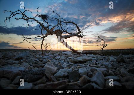 A solitary, windswept tree stands defiant against a backdrop of dramatic, sunset-kissed clouds. Its gnarled branches reach out towards the sky, a test Stock Photo