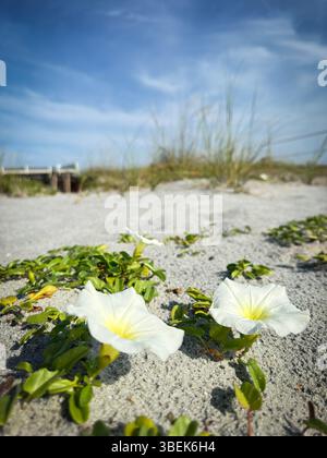 White morning glory flowers blooming in beach sand under clear blue sky with soft light and coastal texture. Stock Photo