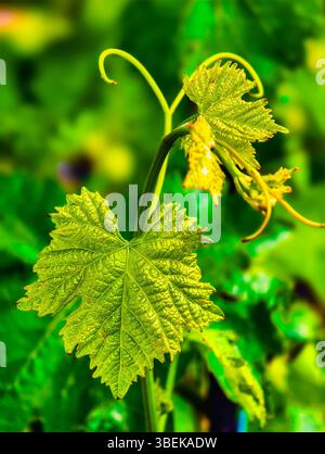 Fresh Green Vine Leaves with Delicate Tendrils: A Close of Nature's Growth Perfect for Botanical and Gardening Photography Stock Photo