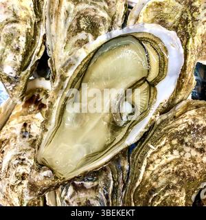 Fresh Atlantic oysters - a bivalve salt-water mollusc - opened ready for eating - France. Stock Photo