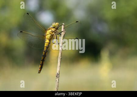 Orthetrum cancellatum – Black-tailed skimmer resting on a stone. The male’s blue abdomen contrasts against the warm, earthy background. Stock Photo