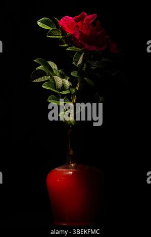 Red rose in a vase – A single crimson rose glowing softly against a dark background. Simplicity and elegance. Stock Photo