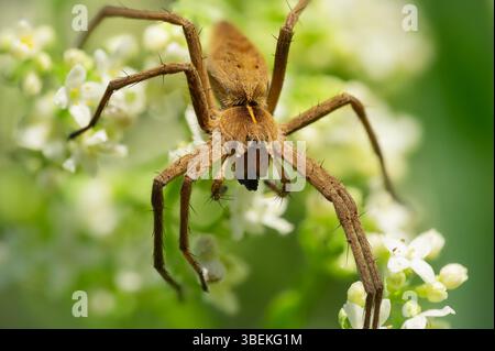 Nursery web spider (Pisaura mirabilis) – A female waiting on a leaf, subtly blending into her surroundings. A camouflage master among spiders. Stock Photo