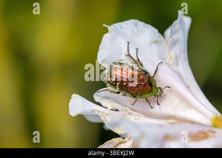 a green bronze shining flower chafer on a white rhododendron blossom in the sunlight Stock Photo