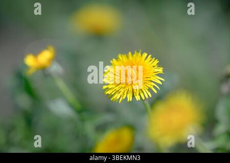 Yellow, Dandelion flower Stock Photo