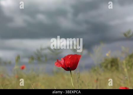 Non Exclusive: Dark blue clouds hang over poppies in Odesa, Ukraine, May 28, 2025. (Photo by Nina Liashonok/Ukrinform) Stock Photo