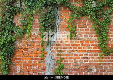 Brick Wall with Cracks and Climbing Ivy. Old brick wall with visible cracks and vibrant green ivy creeping along its surface. Stock Photo