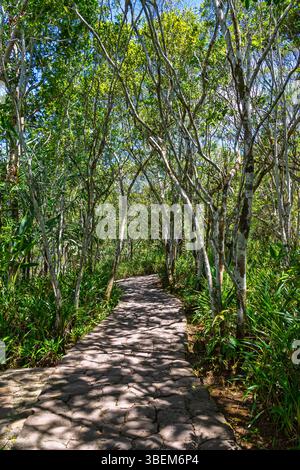 Lush tropical forest lines the serene river in this travel concept from ...