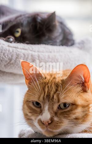Two cats, one ginger and one black, relaxing on a soft, cozy perch. The ginger cat is in focus in the foreground with a serene expression, while the b Stock Photo