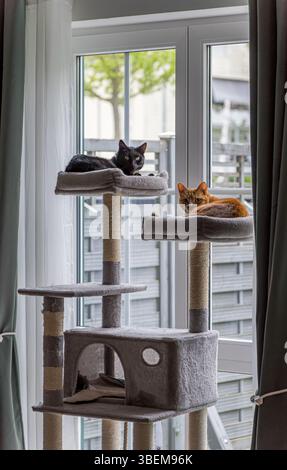 Two cats peacefully lounge on a tall cat tree by a bright window, enjoying the sunlight. The cozy setting is perfect for their relaxation and playtime Stock Photo