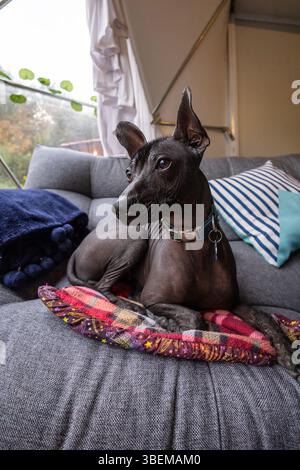 A hairless dog lies comfortably on a cozy grey sofa, surrounded by colorful pillows and warm blankets, near a window with natural light streaming in a Stock Photo