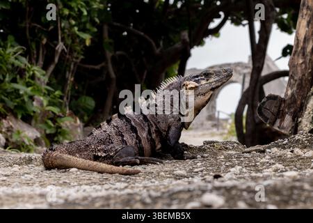 A close-up image capturing an iguana basking on the rough, textured ground, with lush greenery and ancient ruins in the background on the island of Co Stock Photo