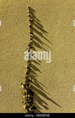 Ivy leaves stretch upwards on a textured yellow wall, creating captivating shadows in the warm light of golden hour Stock Photo