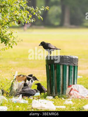 Carrion Crows (Corvus corone) perching and foraging in litter around bin Stock Photo