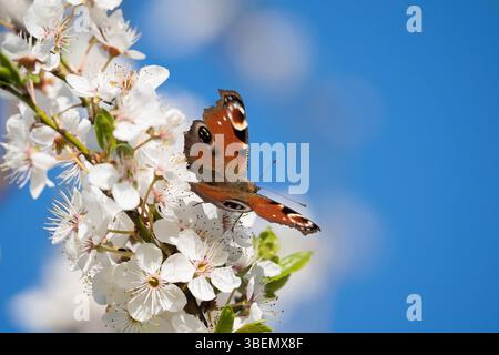 A vibrant Peacock Butterfly perched on delicate Cherry Blossoms Stock Photo