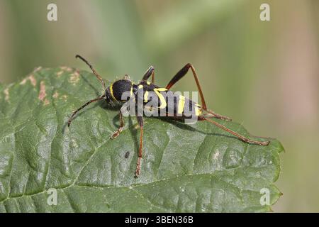 Common ram (Clytus arietus Stock Photo - Alamy