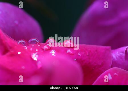Close-up of raindrops on pink rose petals Stock Photo