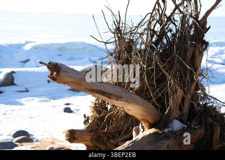 Broken tree with exposed roots lies on snow-covered shore. Damage to tree resulted from strong  winds or storm. Hurricanes and bad weather concept Stock Photo