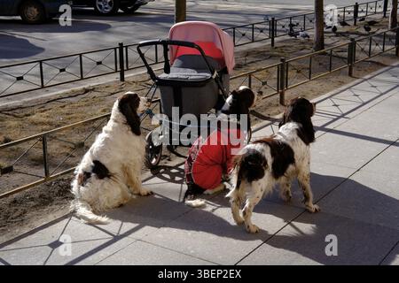 Three dogs standing next to stroller on city sidewalk in sunlight. English springer spaniels waiting their owner. Cute pets on walk concept Stock Photo