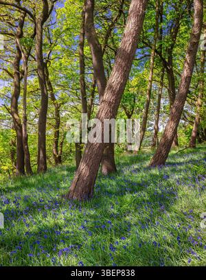 A view on a sunny day in Spring looking along the footpaths in Newton Wood below Roseberry Topping near Great Ayton with bluebells and wild garlic Stock Photo