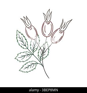 Cute flower illustration in hand draw style. Rosehip icon on white background. Color outline. Design for postcards Stock Vector