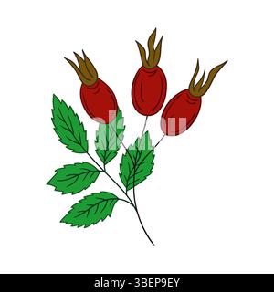Cute flower illustration in hand draw style. Rosehip icon on white background. Design for postcards Stock Vector