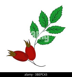 Cute flower illustration in hand draw style. Rosehip icon on white background. Design for postcards, flyers, banners. Icon Stock Vector