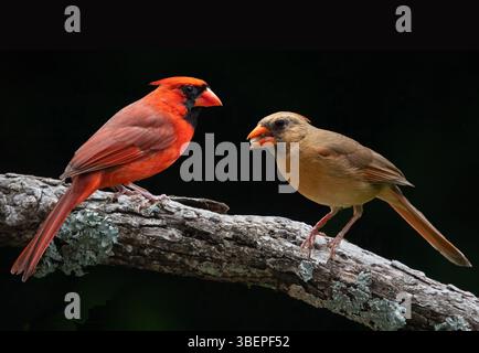 A male and female northern cardinal perched on a tree branch isolated against a black background. Stock Photo
