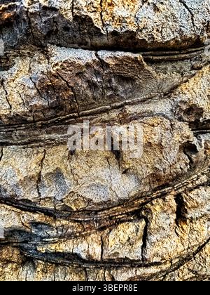Close up of palm tree bark texture Stock Photo
