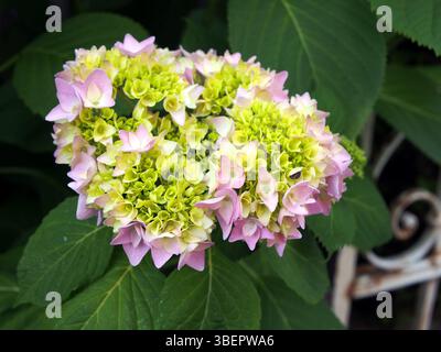 Close-up of young pink blossoms of a hydrangea blooming in a front yard in Bonn, Germany in May. Stock Photo