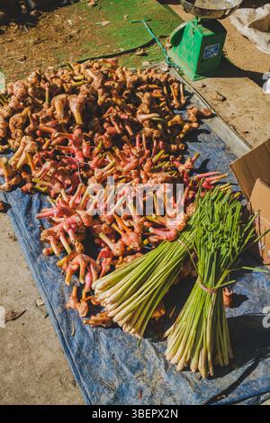 A vibrant display of freshly harvested galangal and ginger rhizomes alongside bundles of green lemongrass, laid out on a blue tarp at a market, with a Stock Photo