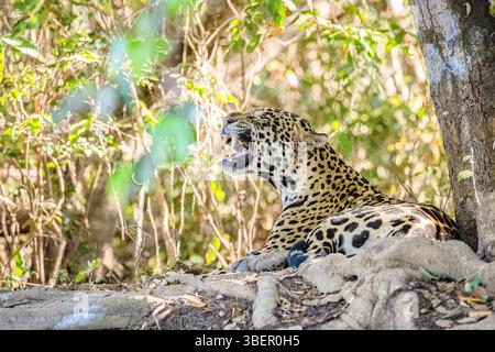 jaguar, Panthera onca, yawning, resting in jungle, Pantanal, Mato Grosso, Brazil, South America Stock Photo