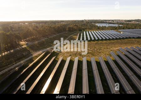 Drone view of large solar farm with multiple rows of solar panels installed on grassy land. Sunlight reflecting on panels during late afternoon. Dense forest visible in background Stock Photo
