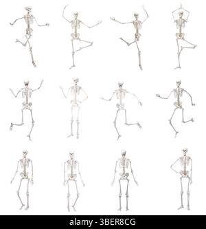 Collage of artificial human skeleton model on white background Stock ...